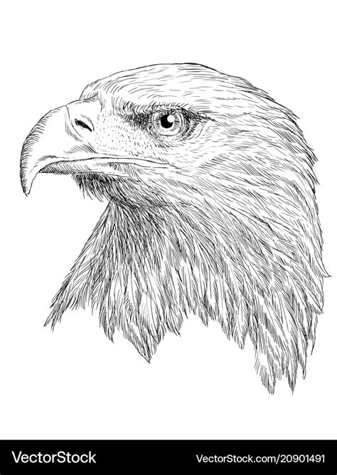 Bald eagle head draw and paint on white Royalty Free Vector