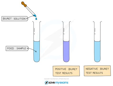 AQA A Level Biology复习笔记1.3.5 Biochemical Tests: Proteins-翰林国际教育