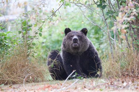 Grizzly Bears and Safety Tips - Backcountry Canada Travel