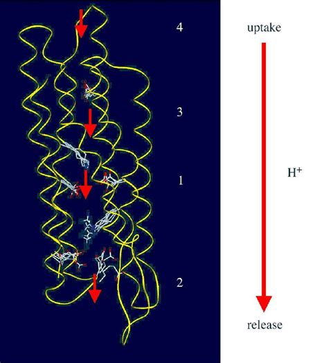 Pathway of proton transport. The four main stages of proton transport... | Download Scientific ...