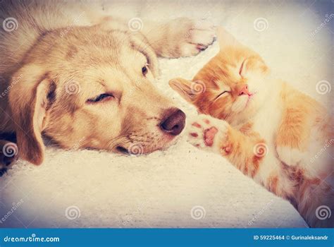 Kitten and puppy sleeping stock photo. Image of conveniently - 59225464