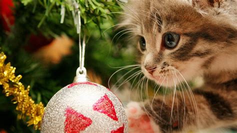 5 Cat-Friendly Christmas Tree Options - Purrfect Love