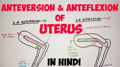 Uterus - 2 | Anteversion & Anteflexion | Abdomen - YouTube