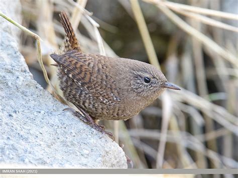 Winter Wren: Field Guide, Pictures, Habitat & Info - Optics Mag