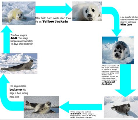 Life Cycle - Harp Seals