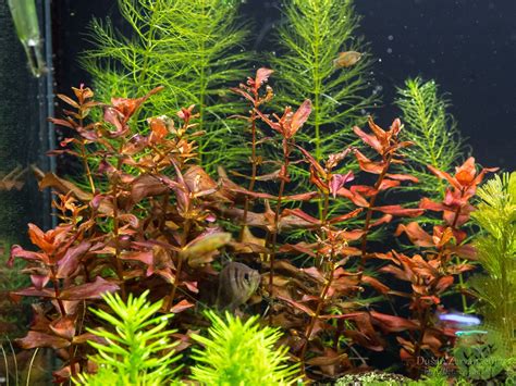 Rotala macrandra | Barr Report Forum - Aquarium Plants