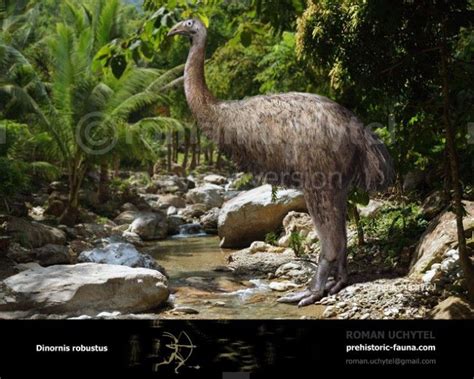 Moa – the giant flightless birds that lived in New Zealand and became ...