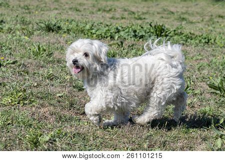 Maltese Dog Training Image & Photo (Free Trial) | Bigstock