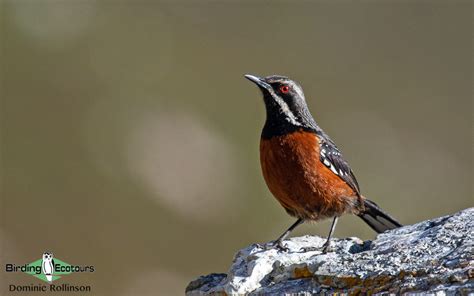 The Endemic Birds of South Africa - Birding Ecotours