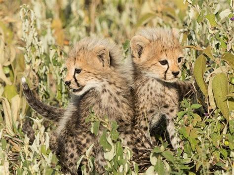 Two adorable cheetah cubs | Smithsonian Photo Contest | Smithsonian Magazine