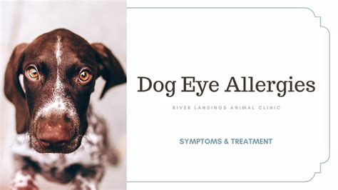 Dog Eye Allergies: Symptoms and Treatment — River Landings Animal Clinic in Bradenton, Florida