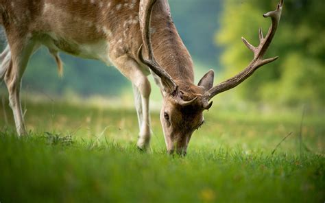 Wallpaper Deer eating grass, summer, bokeh 1920x1440 Picture, Image