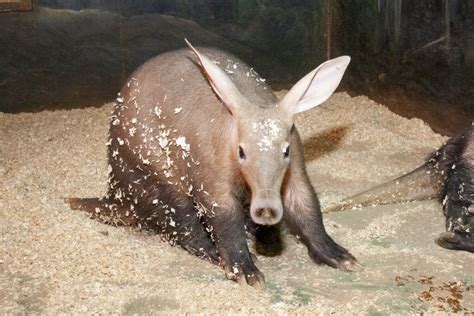 Aardvark - Shepreth Wildlife Park