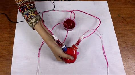 How to Make Working Model of Heart and Circulatory system of Human for ...