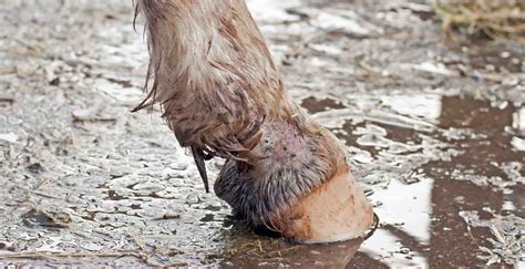 Mud Fever in Horses | Symptoms, Causes and Treatments – StreamZ (Australia)