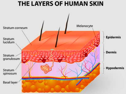 How many layers of skin does a human have? | General Science Questions & Answers | Sawaal