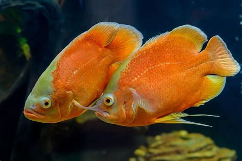 15 Types of Oscar Fish and Their Color Schemes