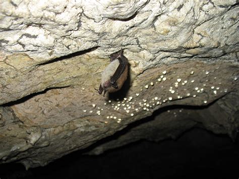 Protecting Bats in Parks - Bats (U.S. National Park Service)