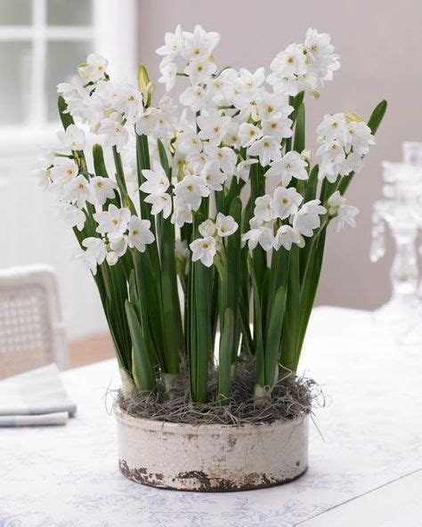 All About Paperwhites | Bulb flowers, Spring flowers, Planting flowers