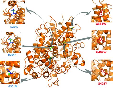 Structural representation of some key missense mutations. Missense... | Download Scientific Diagram