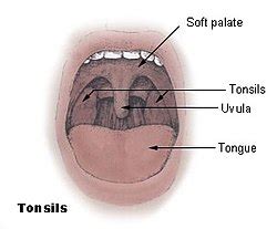 Tonsil - Wikipedia