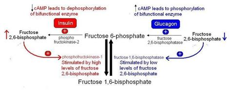 Regulation Of Glycolysis And Gluconeogenesis By F2 6bp