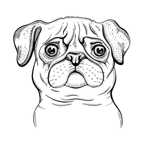 Dibujo de perro pug para colorear | Para-Colorear.com