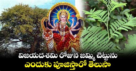 విజయదశమి రోజున జమ్మి చెట్టును ఎందుకు పూజిస్తారో తెలుసా....