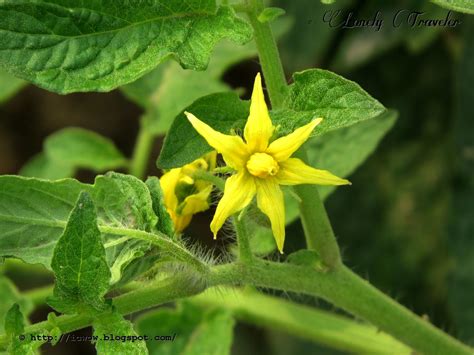 Tomato flower - Solanum lycopersicum