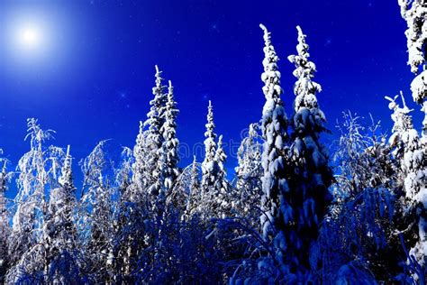 Moon Over Winter Forest. Winter Night Landscape Stock Photo - Image of ...