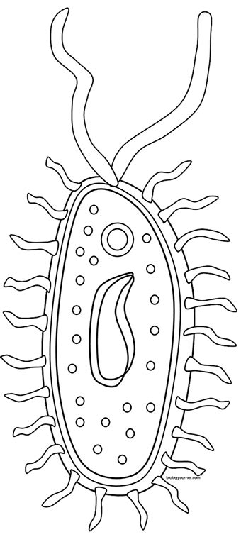 Free Bacteria Coloring Pages