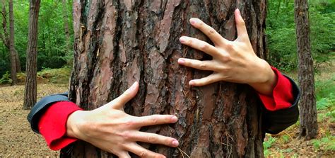 Tree Protection Fencing | Benton Tree Surgery, Surrey