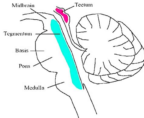 BrainMind.com