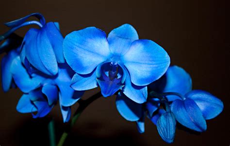 Blue Orchids Flowers