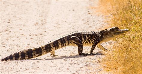 Breanna's Birding Blog: Gator at Circle B Bar - November 6, 2014