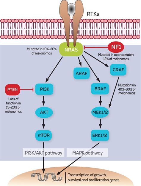 Mechanisms and strategies to overcome resistance to molecularly targeted therapy for melanoma ...