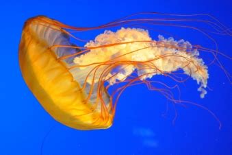 Europeans advised to eat jellyfish to control its population surge - PanARMENIAN.Net