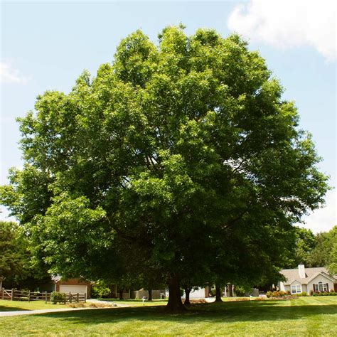 Pin Oak Trees for Sale | FastGrowingTrees.com