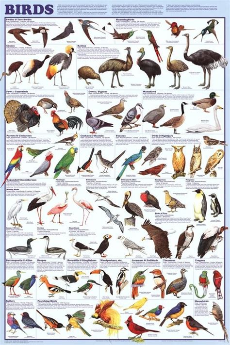 (24x36) Laminated Birds Species Educational Science Chart Poster ...