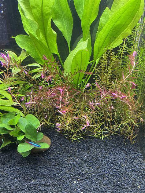 How to fix my rotala hra : r/PlantedTank