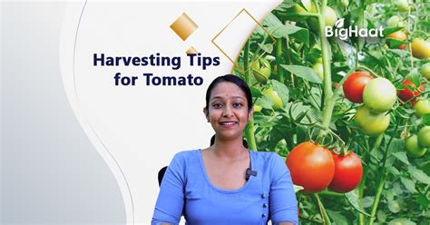 Harvesting Tips For Tomato - Kisanvedika | BigHaat