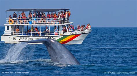 Private Small-Group Sri Lanka Whale-Watching Tour - kiptra