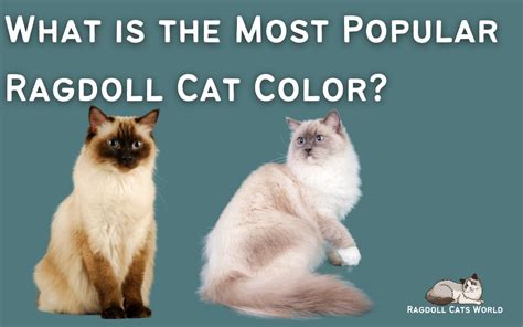 What is the most popular Ragdoll color?