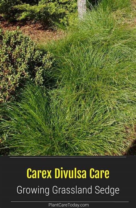 Learn Carex Divulsa Care: All About Growing Grassland Sedge