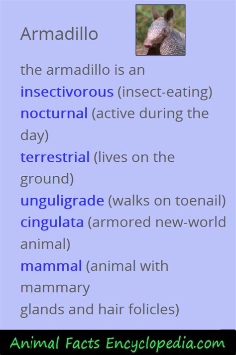 Armadillo Facts - Animal Facts Encyclopedia