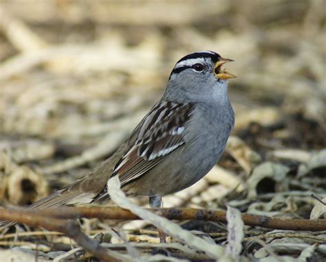 Butler's Birds: White-Crowned Sparrow