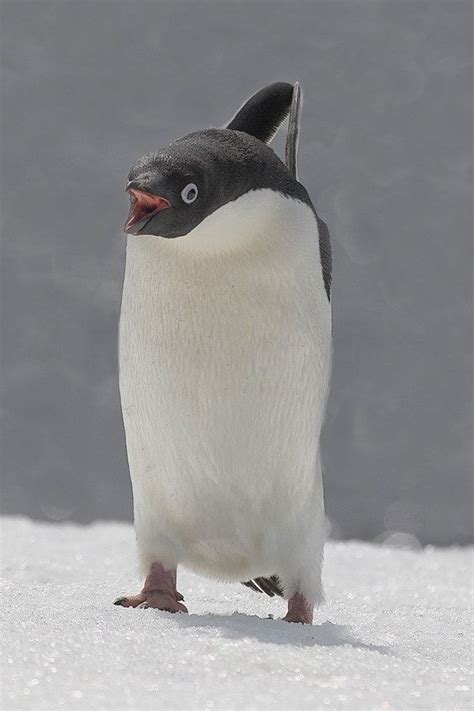 Adelie Penguin stretching and yawning after returning from feeding at sea / (Pygoscelis adeliae ...