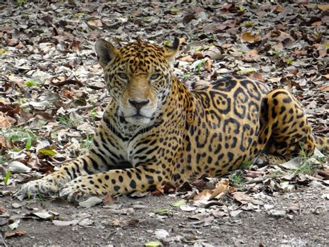 Jaguar stock photo. Image of nature, xcaret, wildlife - 51168206