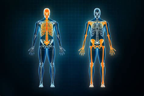 Axial And Appendicular Skeleton System