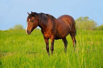 Lameness in Horses - VetMedics